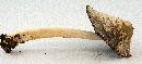 Image of Coprinus quadrifidus