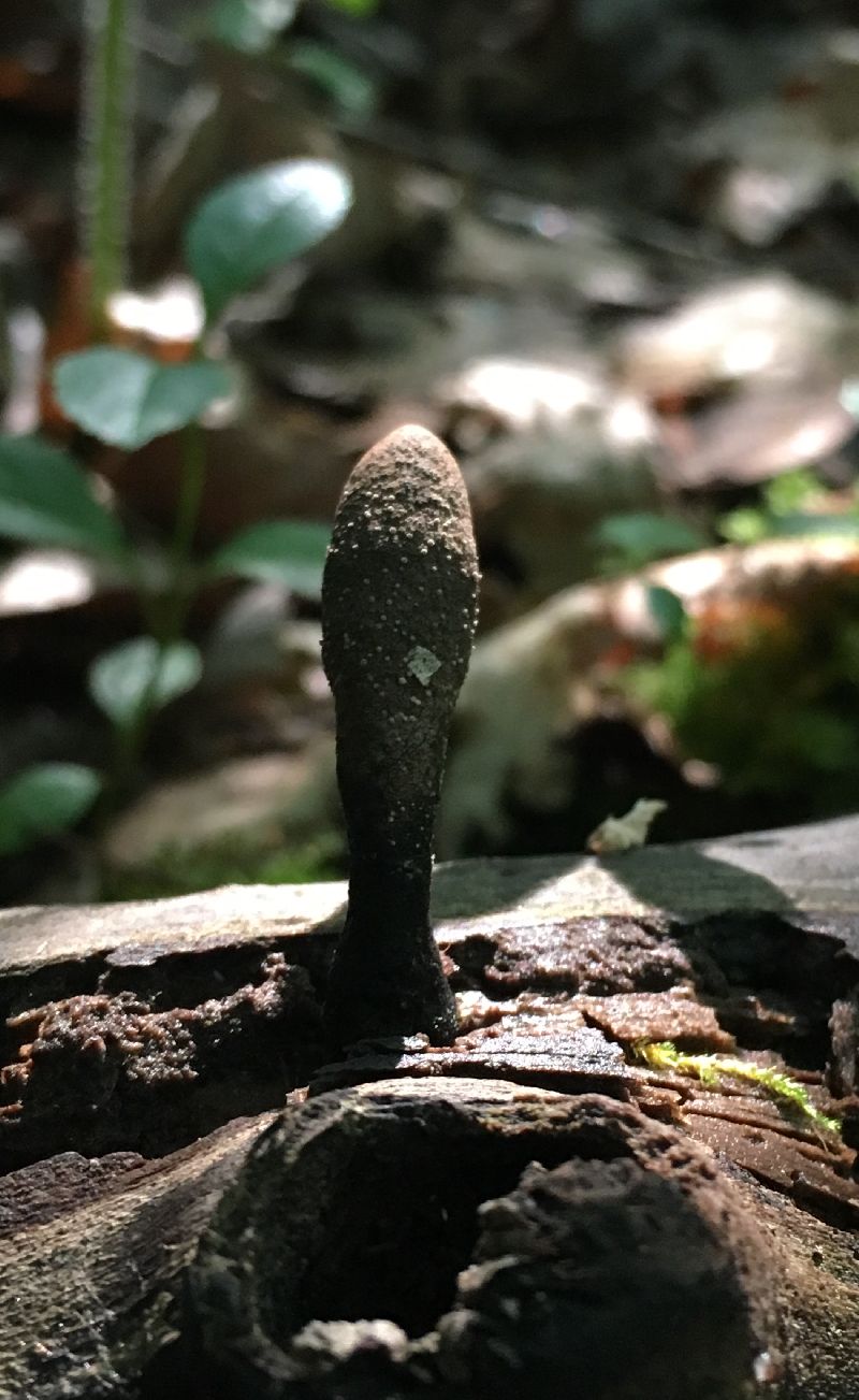 Xylaria cubensis image