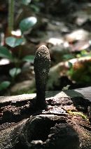 Xylaria cubensis image