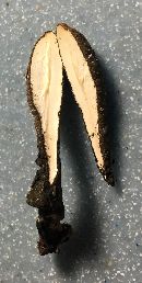 Xylaria cubensis image