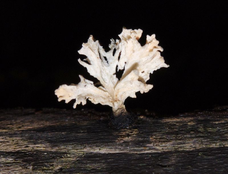 Xylaria cubensis image