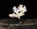 Xylaria cubensis image