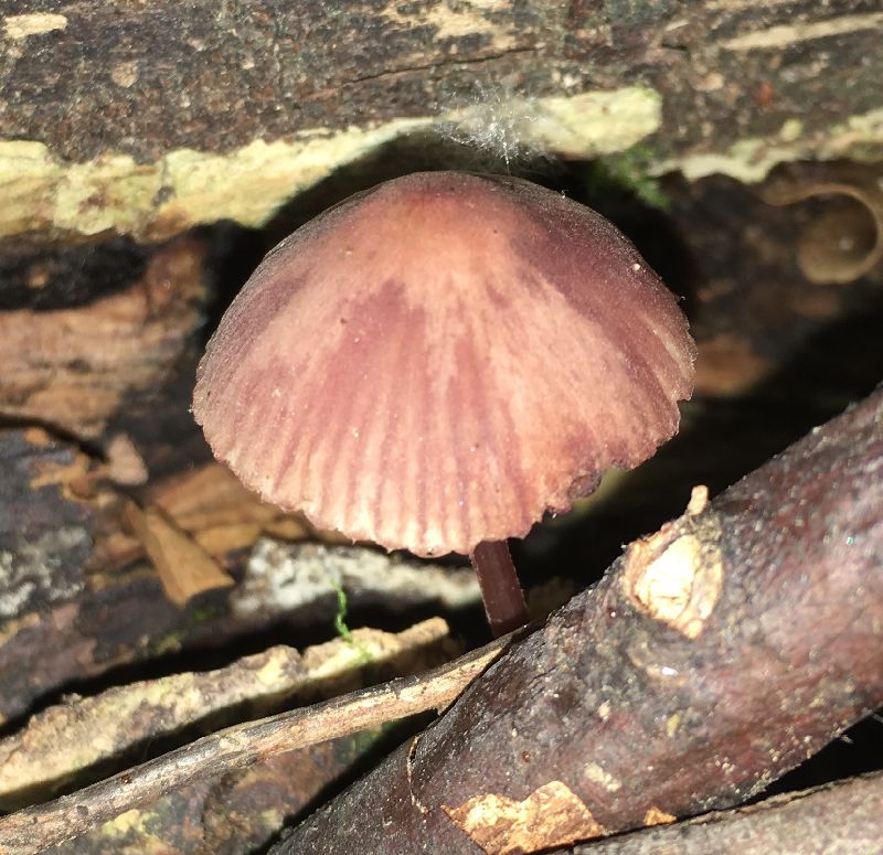 Mycena image