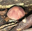 Mycena haematopus image