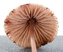 Mycena haematopus image