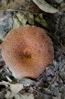 Lactarius peckii image