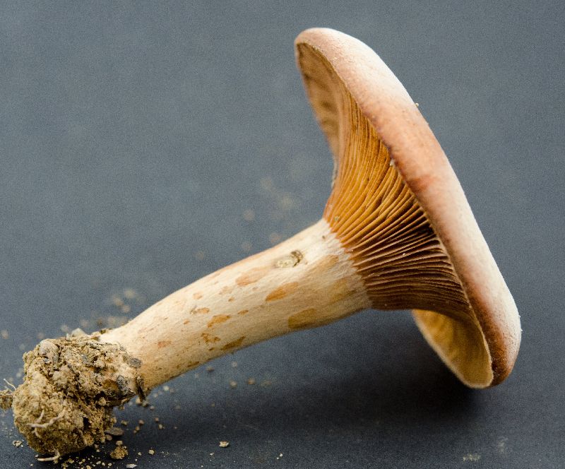 Lactarius peckii image