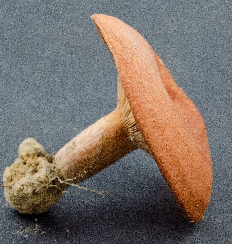 Lactarius peckii image