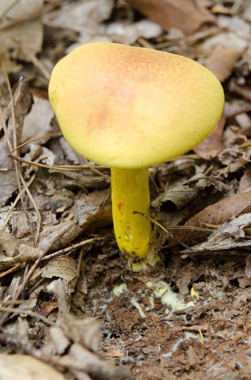 Pulveroboletus ravenelii image