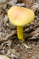 Pulveroboletus ravenelii image