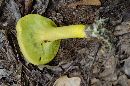 Pulveroboletus ravenelii image