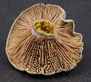 Lactarius paradoxus image