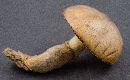 Suillus cothurnatus image