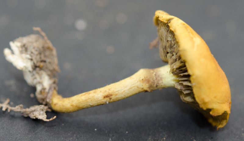 Hypholoma fasciculare image