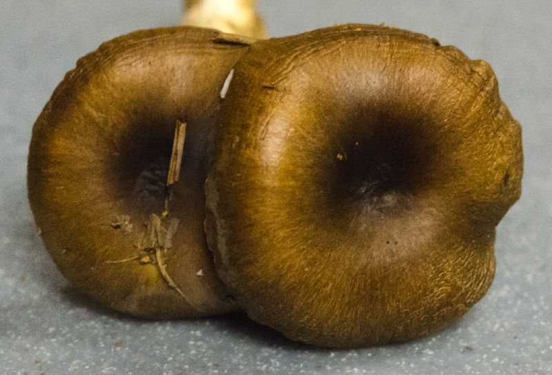 Hygrophorus image