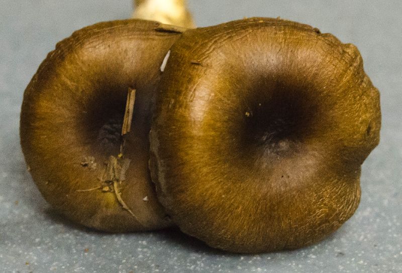 Hygrophoraceae image