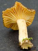 Hygrophorus hypothejus image