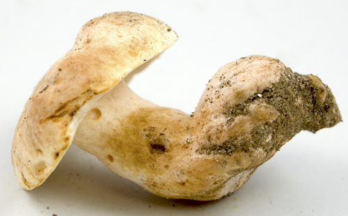 Gyroporus subalbellus image
