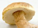 Gyroporus subalbellus image