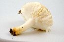 Russula ballouii image