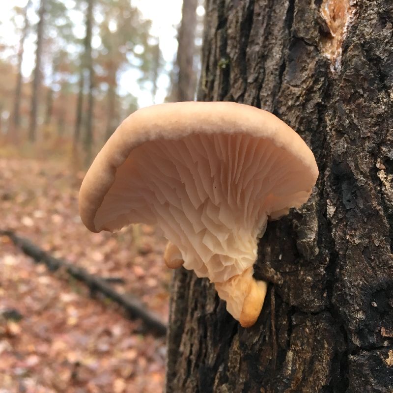 Pleurotus ostreatus image