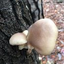 Pleurotus ostreatus image