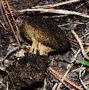 Helvella queletii image