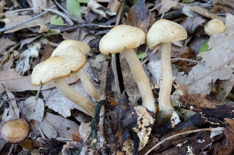 Agrocybe image