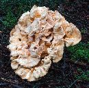 Laetiporus sulphureus image