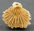 Schizophyllum commune image