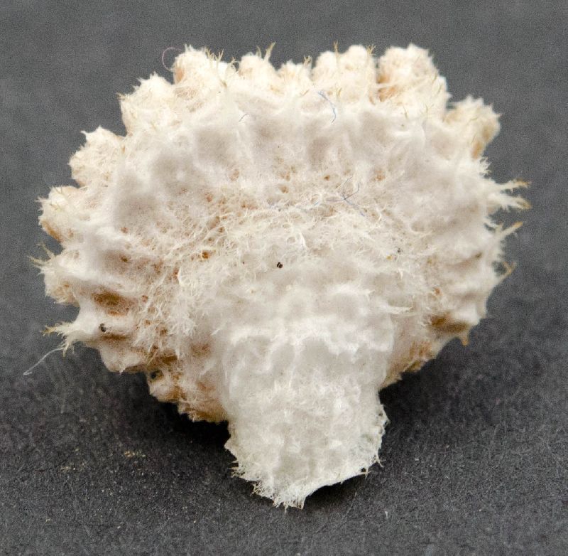 Schizophyllum commune image