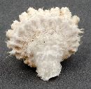 Schizophyllum commune image