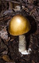 Amanita fulva image