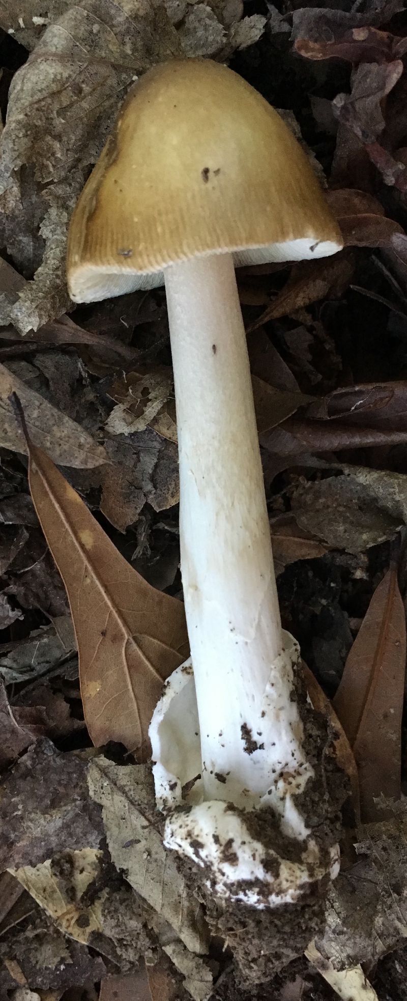 Amanita fulva image