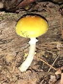 Amanita flavoconia image