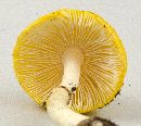 Amanita flavoconia image