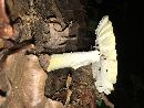 Amanita flavorubescens image