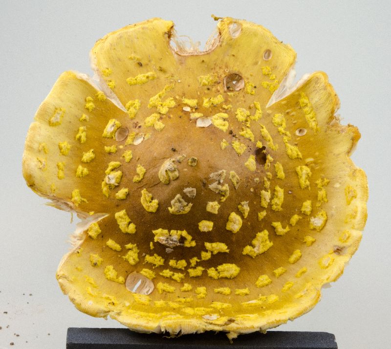 Amanita flavorubescens image