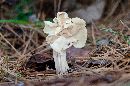 Helvella crispa image