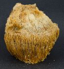 Hericium erinaceus image