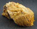 Hericium erinaceus image