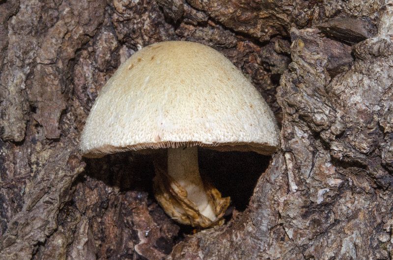 Volvariella bombycina image