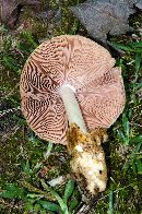 Volvariella bombycina image