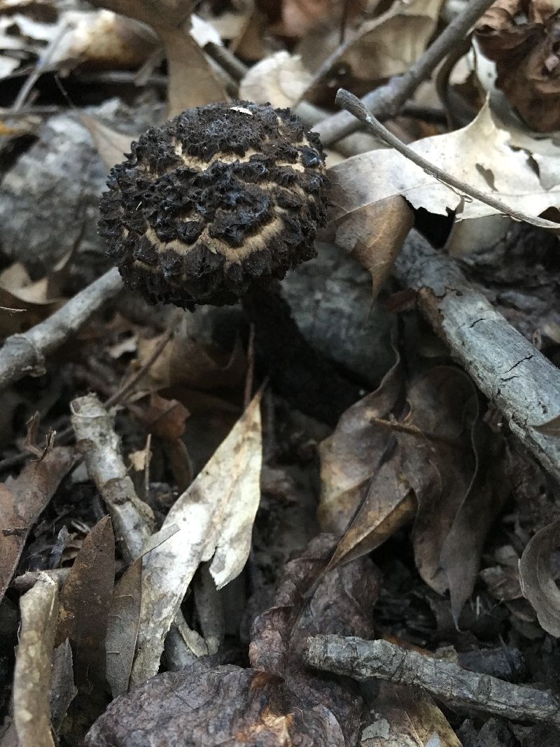 Strobilomyces strobilaceus image