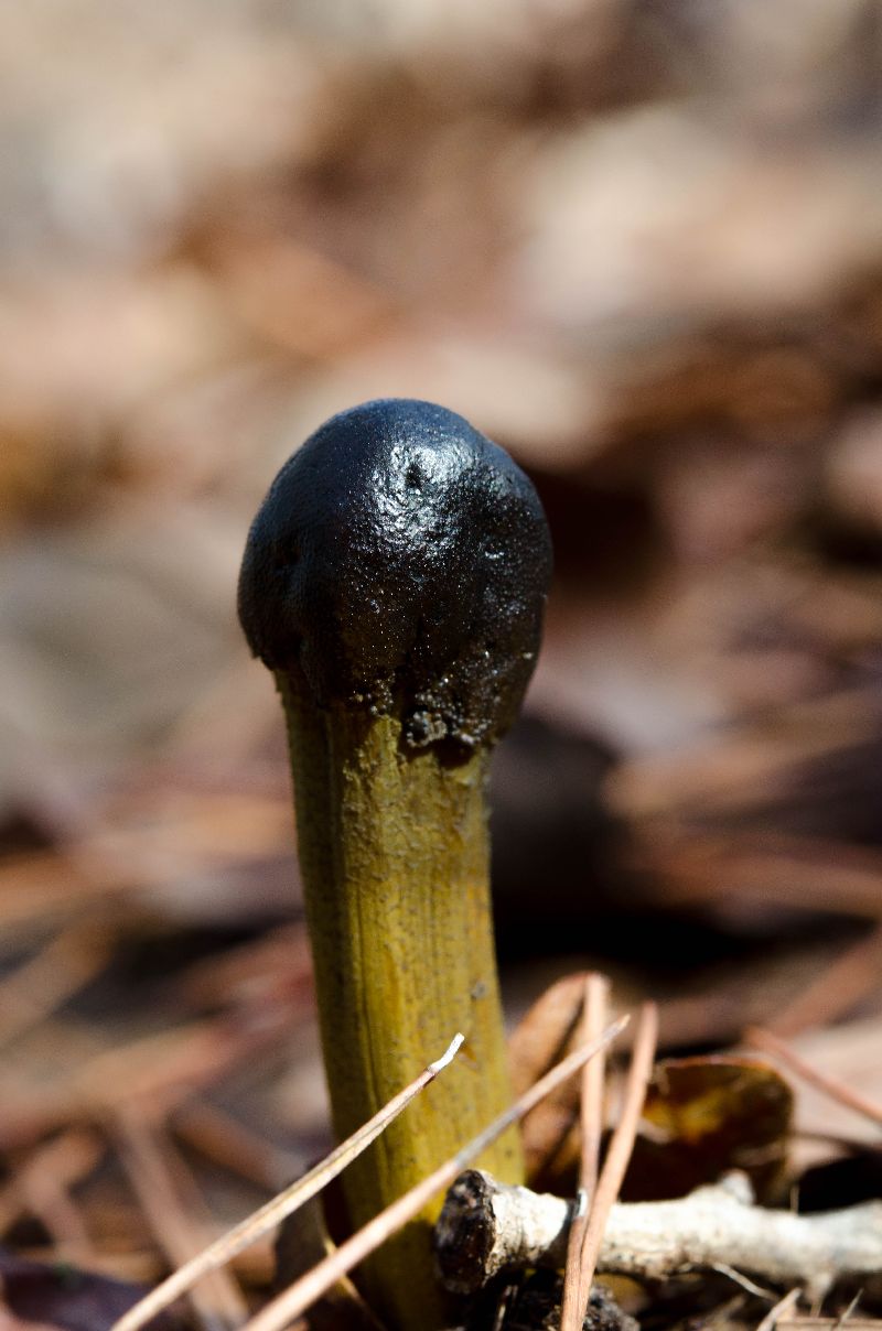 Tolypocladium capitatum image