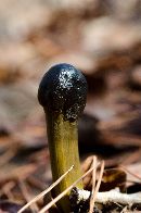 Image of Tolypocladium capitatum