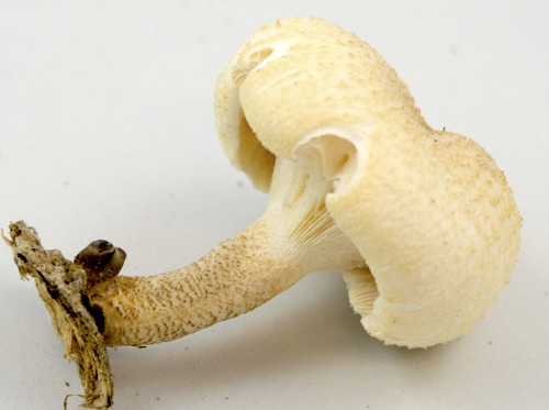 Lentinus tigrinus image