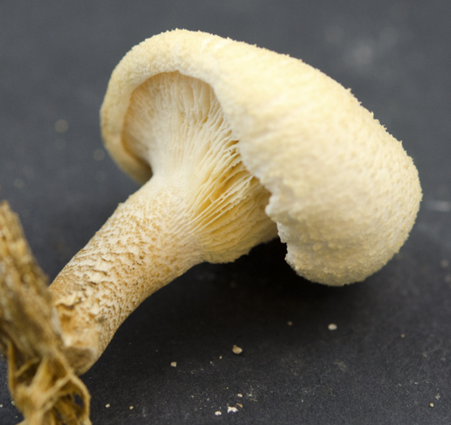 Lentinus tigrinus image