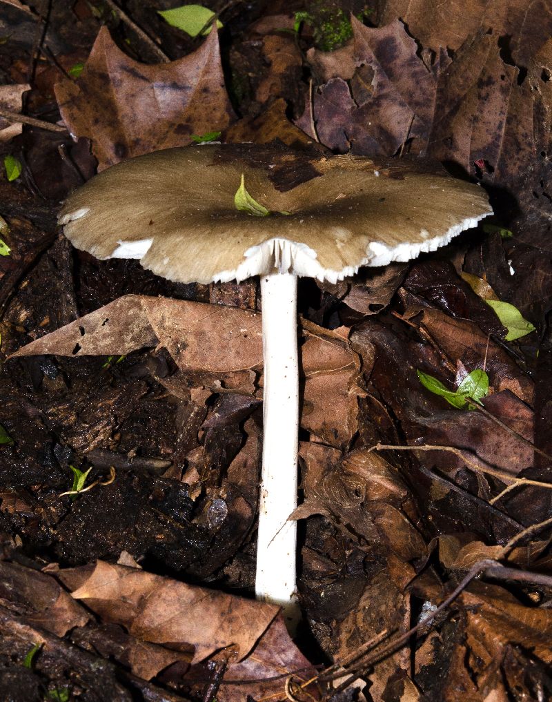 Megacollybia image