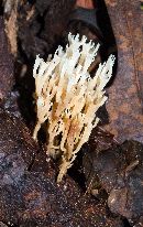 Artomyces pyxidatus image